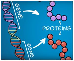 geni e proteine