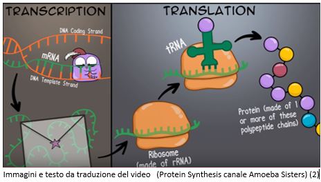 sintesi proteica