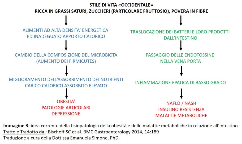 obesità e intestino